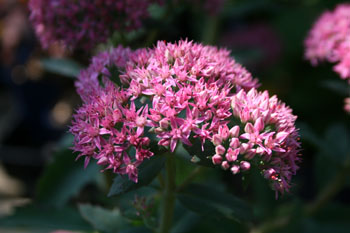 Sedum spectabile